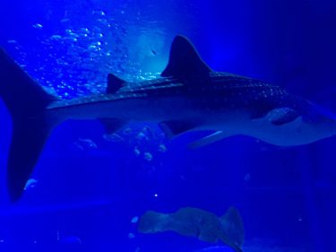 ジンベエザメたちが悠々と泳ぐ世界最大級の水族館 海遊館 おでかけ部 ジンベエザメたちが悠々と泳ぐ世界最大級の水族館 海遊館 おでかけ部