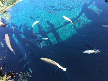 富士の清澄な神の泉が湧き出す湧水池「忍野八海」