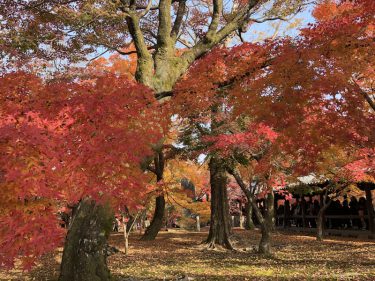 通天橋に紅い雲海が広がる 東福寺 の美しい紅葉 おでかけ部