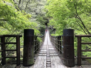 茨城の新緑美 花貫渓谷 の汐見滝吊り橋を包む青モミジ おでかけ部 茨城の新緑美 花貫渓谷 の汐見滝吊り橋を包む青モミジ おでかけ部